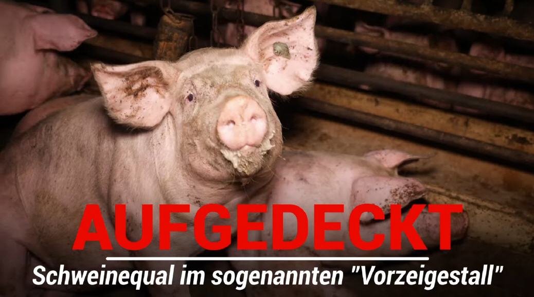 Schweinequal mit AMA-Gütesiegel!